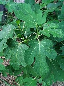 450px-Ficus carica mit Fruchtansatz.JPG