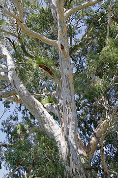 240px-700 yr red river gum.jpg