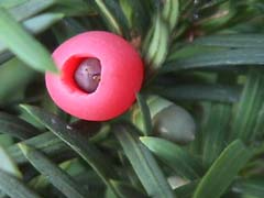 Taxus baccata.jpg