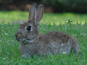 Ejemplar de conejo salvaje.jpg