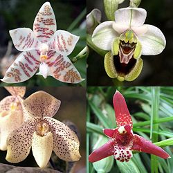 Orquideas.jpg