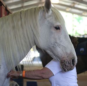 Andalusian-vitiligo.jpg