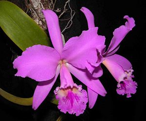 Orquidea3.jpg