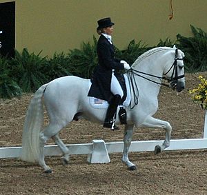 Caballo andaluz.JPG