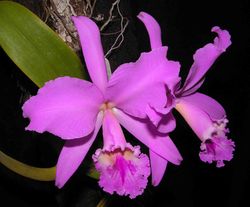 Orquidea.jpg